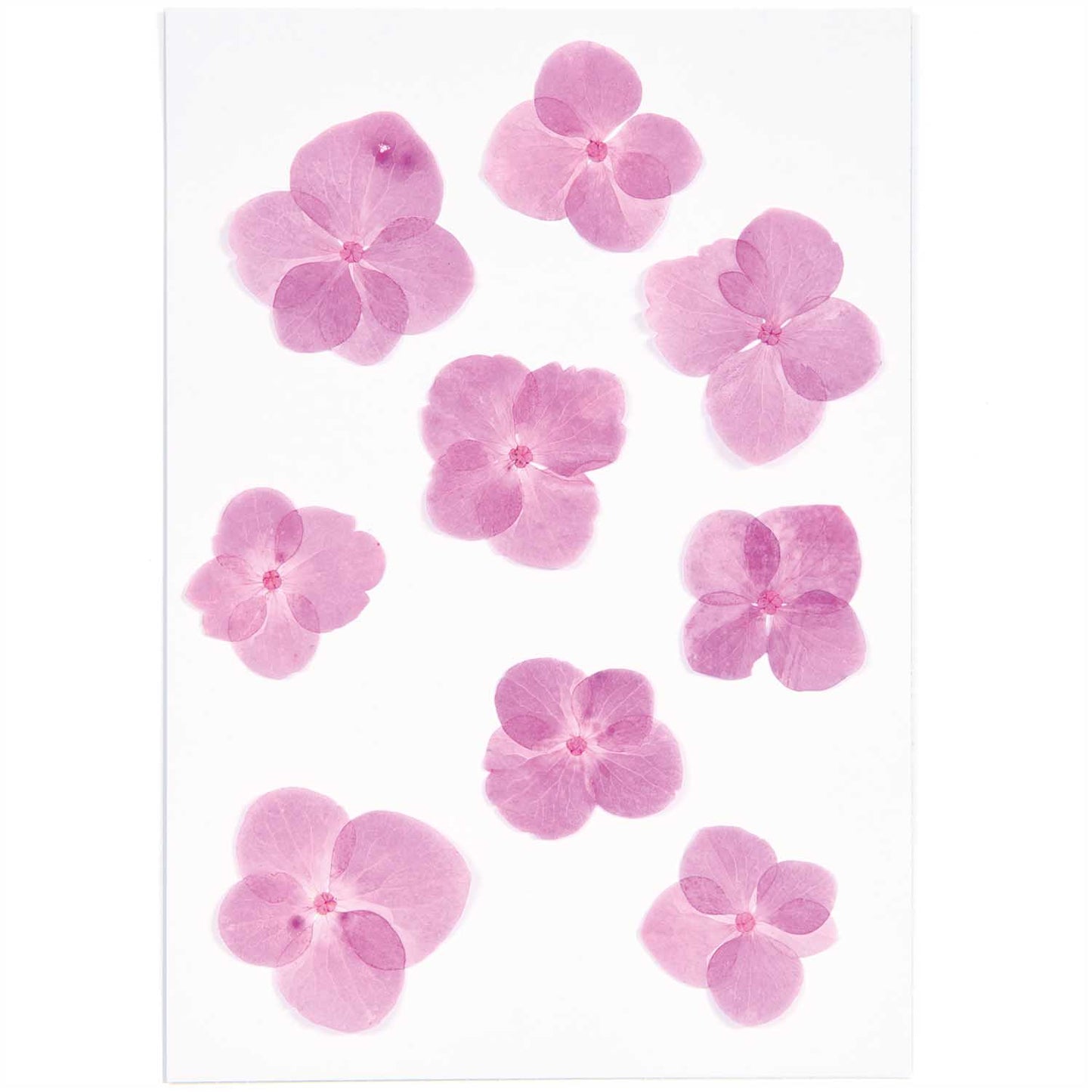 Prässätyt kukat - Pinkki