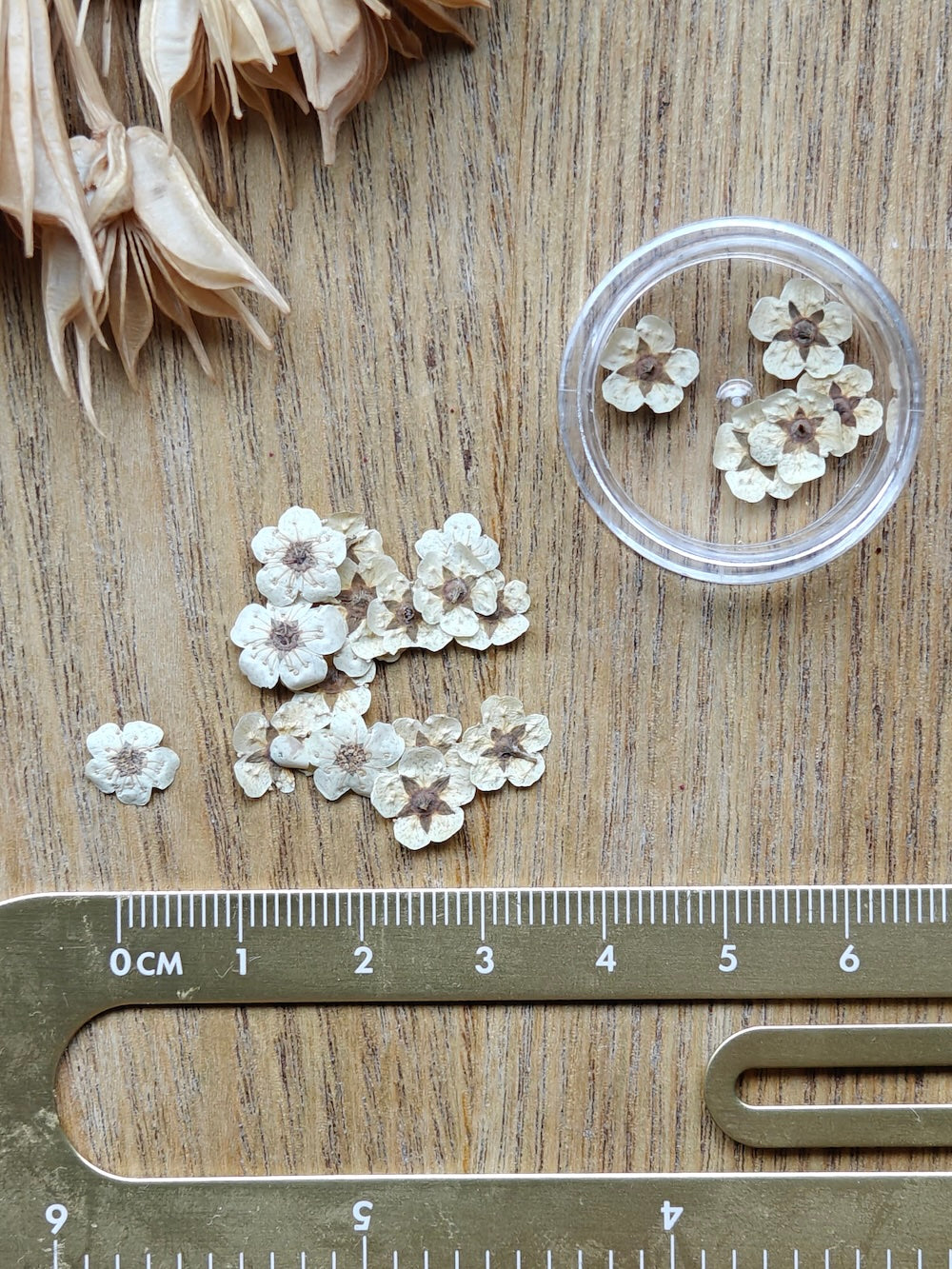 Prässätyt kukat - Pieni kukka Valkoinen