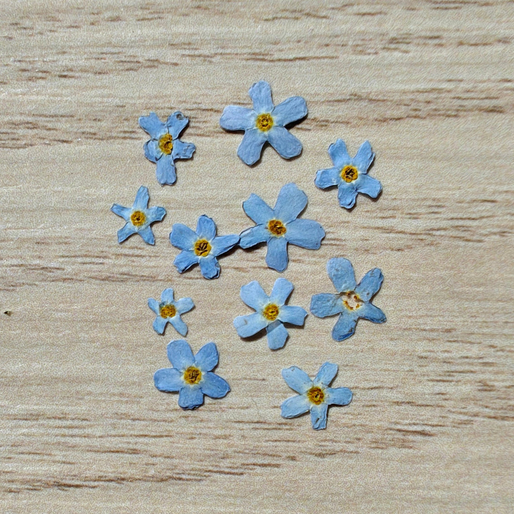 Prässäämällä kuivattu Suomen luonnosta poimittu lemmikki. Käytä kauniiden korujen ja esineiden valmistuksessa UV hartsin eli koruhartsin tai epoksihartsin/kaksikomponenttihartsin kanssa.