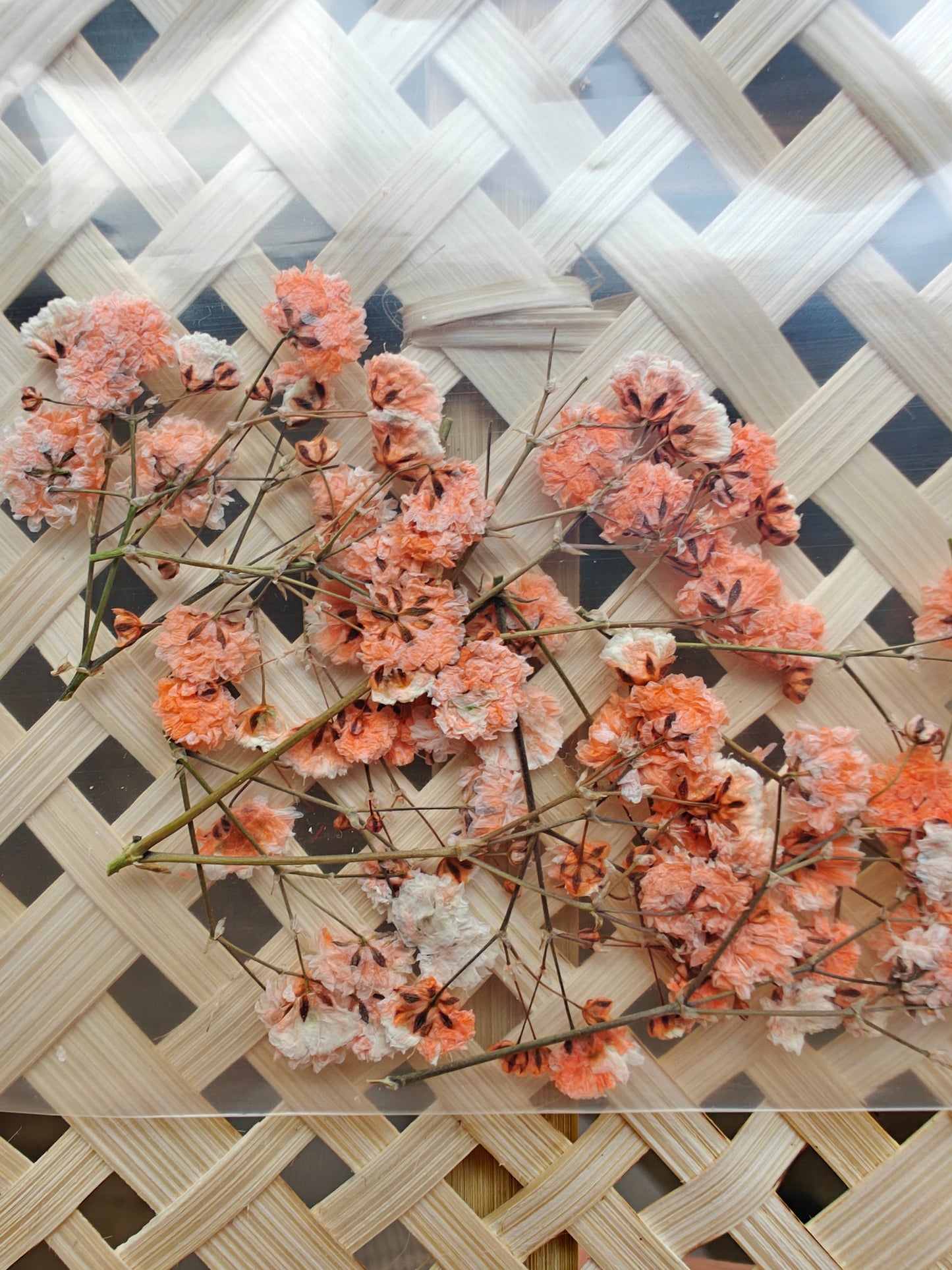Prässätty kuivakukka - Peach