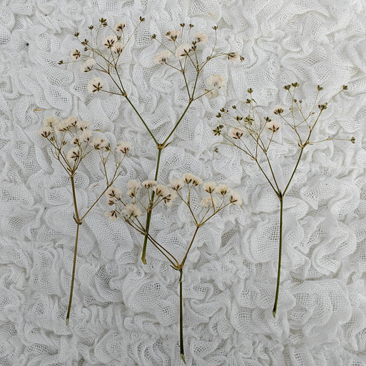 Baby's breath - valkoinen