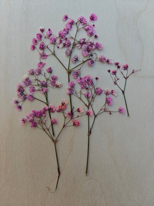 Prässätty kuivakukka - Pinkki