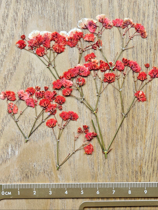 Punaisia kuivakukkua uv resiiniin 